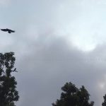 यी स्थानमा आज हावाहुरी र वर्षा हुने